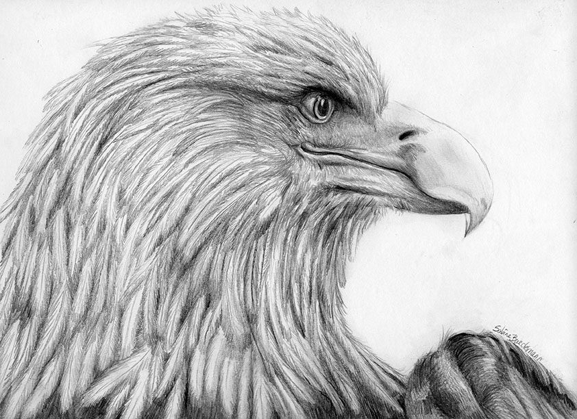 A pencil drawing of an eagle.
